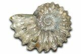 Bumpy Ammonite (Douvilleiceras) Fossil - Madagascar #343828-1